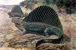 Dimetrodon